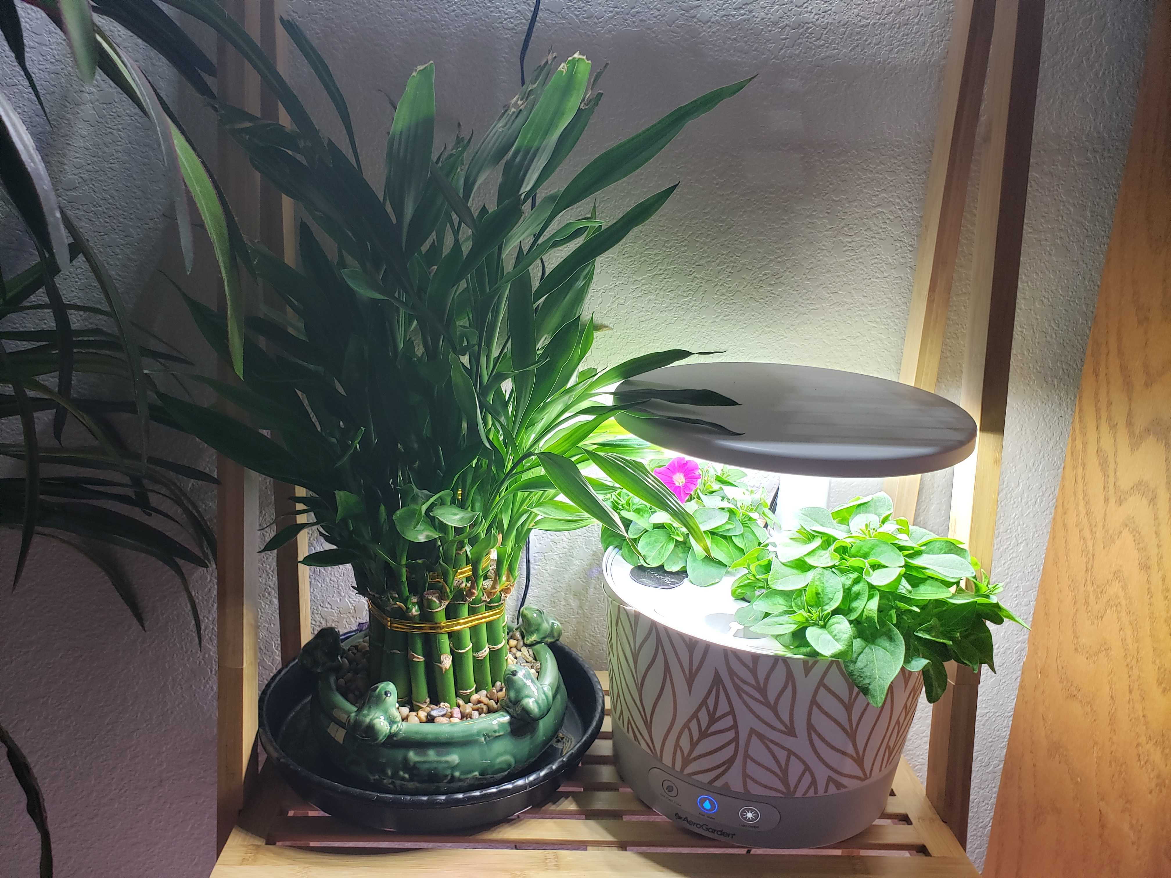 mini petunia