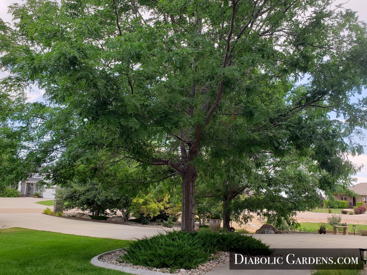 DGF Linda - tree by walkpath in front yard