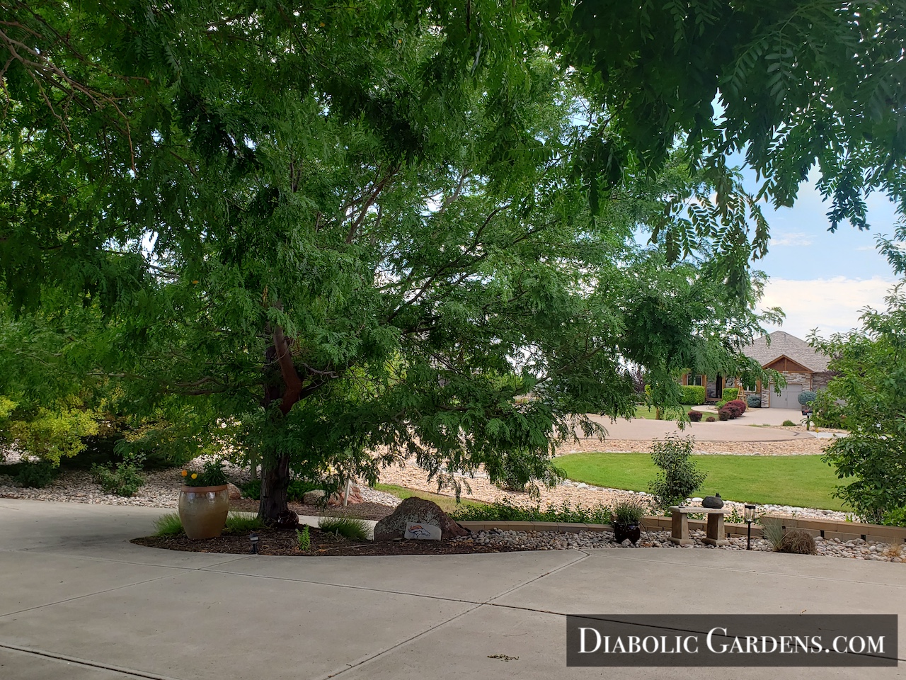 DGF Linda - large tree by driveway with cute landscaping and Broncos rock