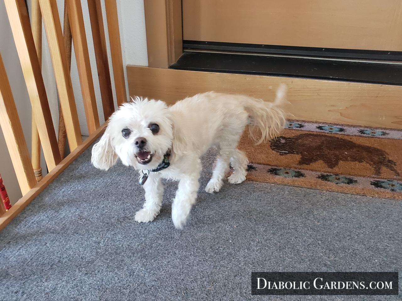 DGF Linda - small dog Zoey