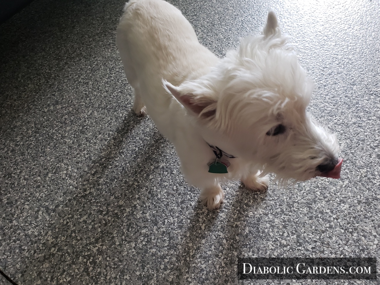 DGF Linda - Westhighland Terrier Nessie