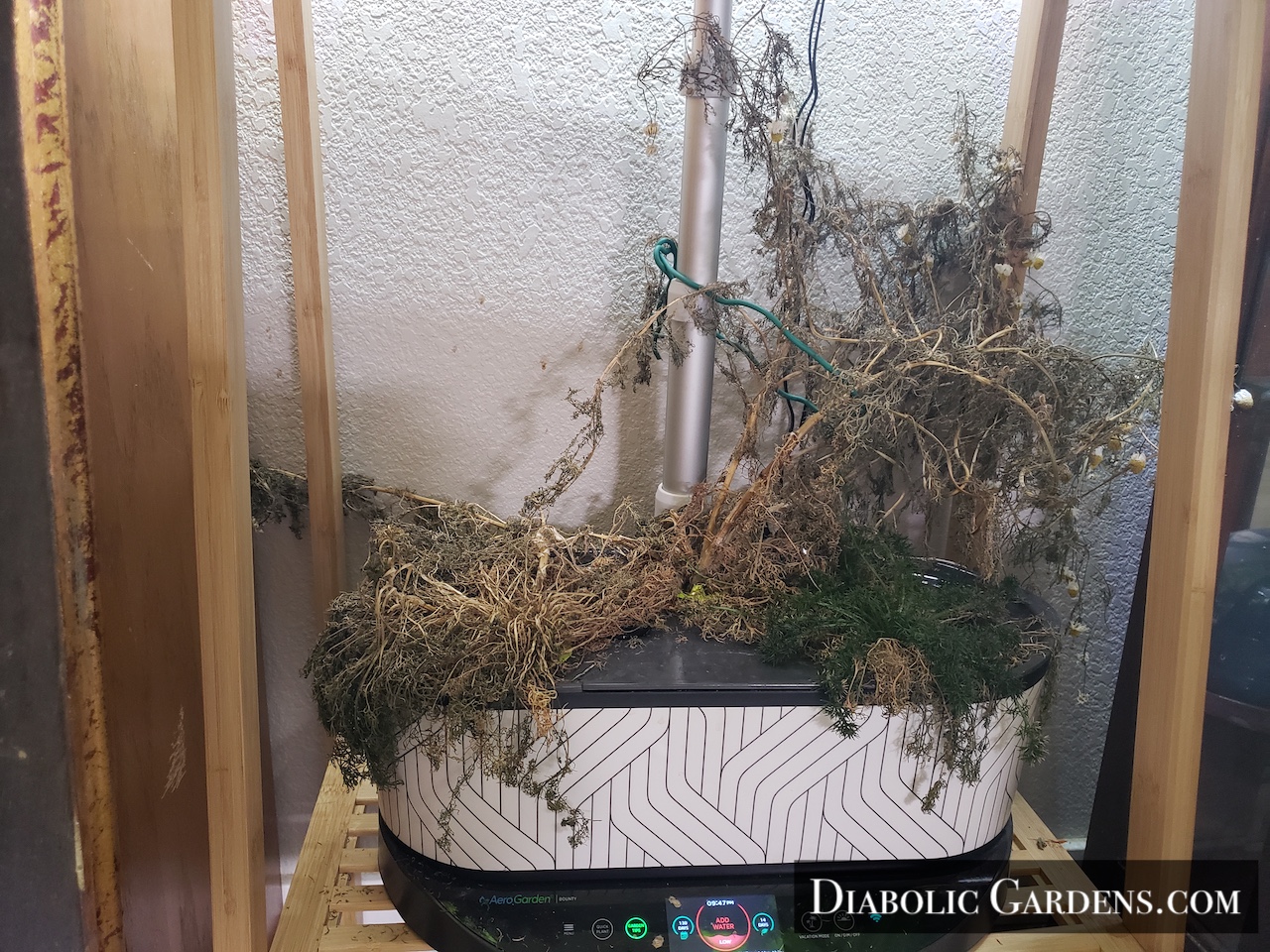 Dead chamomile plant in hydroponic garden