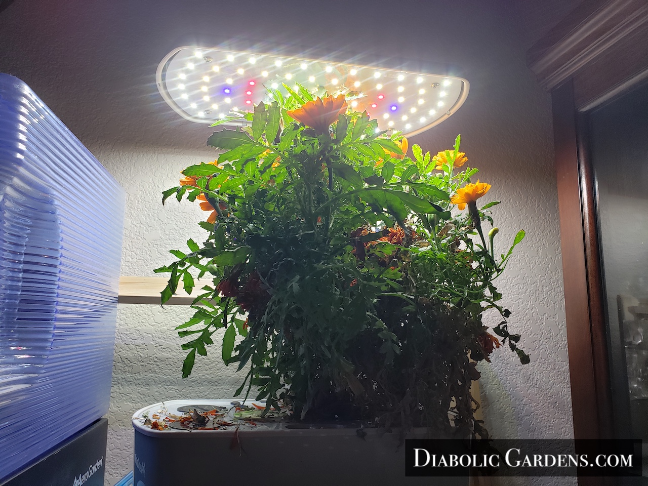 Durango Marigold plant too big for hydroponic garden