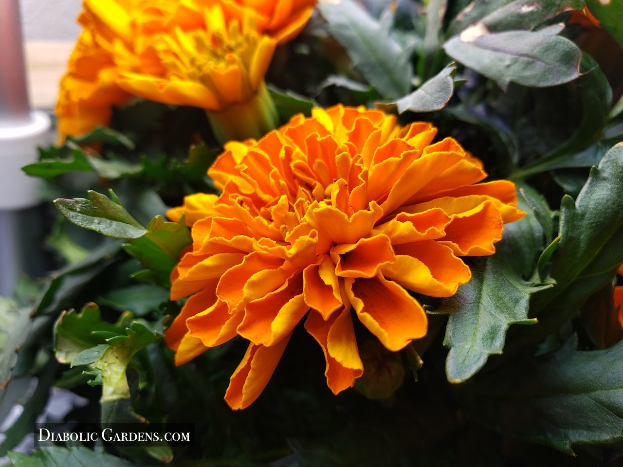 flora durango marigold