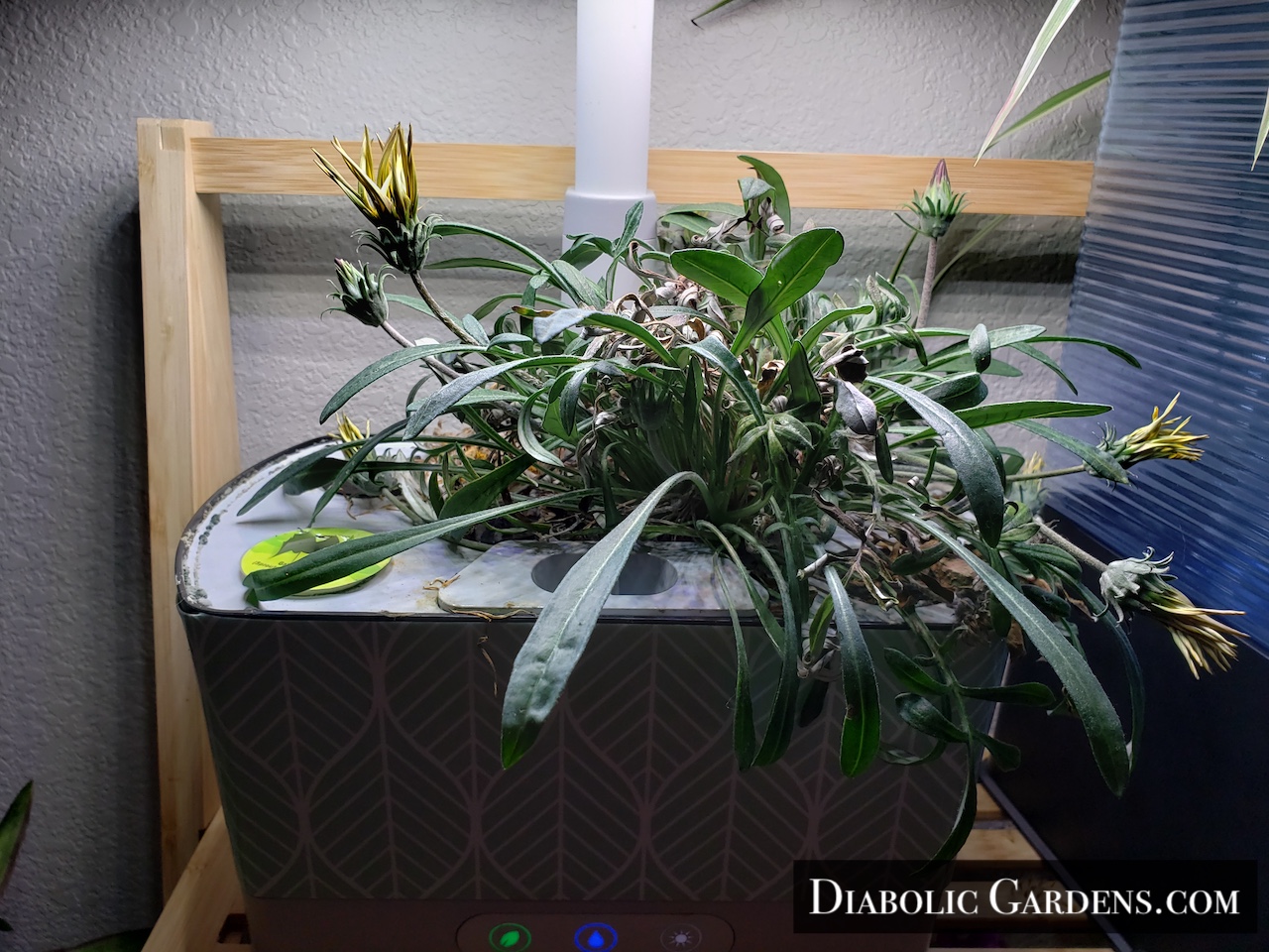 Gazania plant looking rough in hydroponic garden