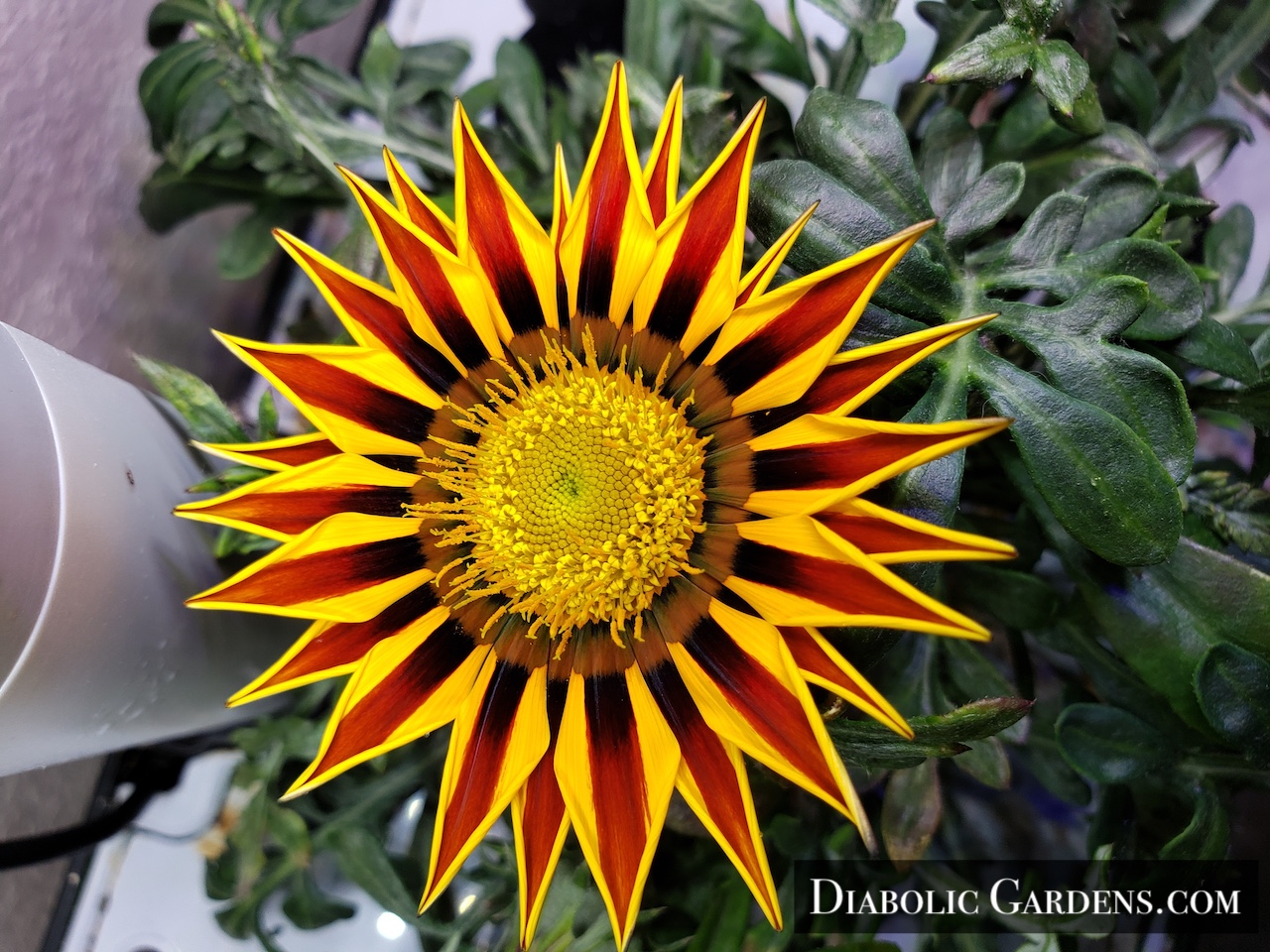 flora