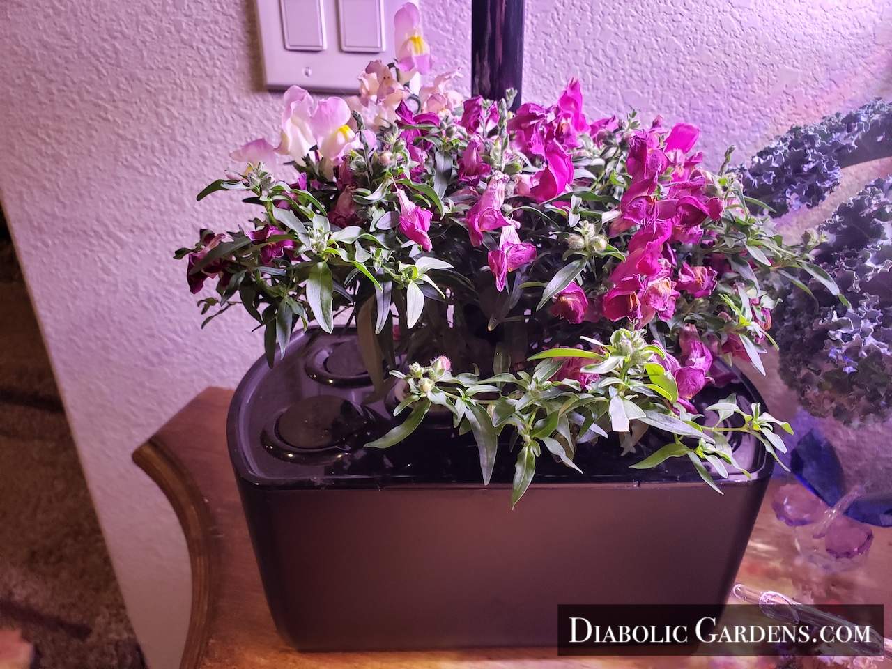 Snapdragon in hydroponic garden