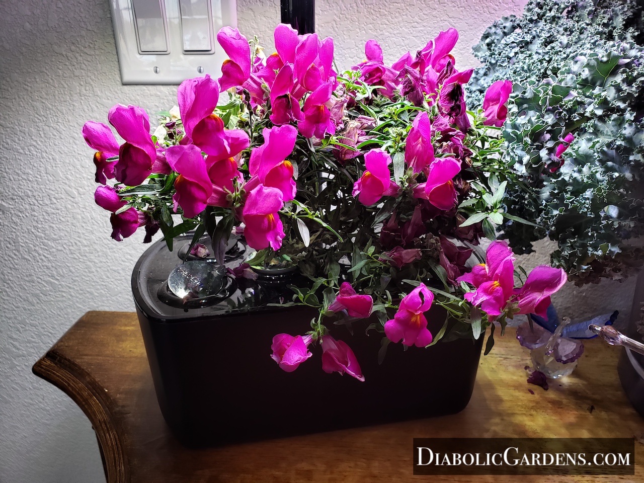 Snapdragon