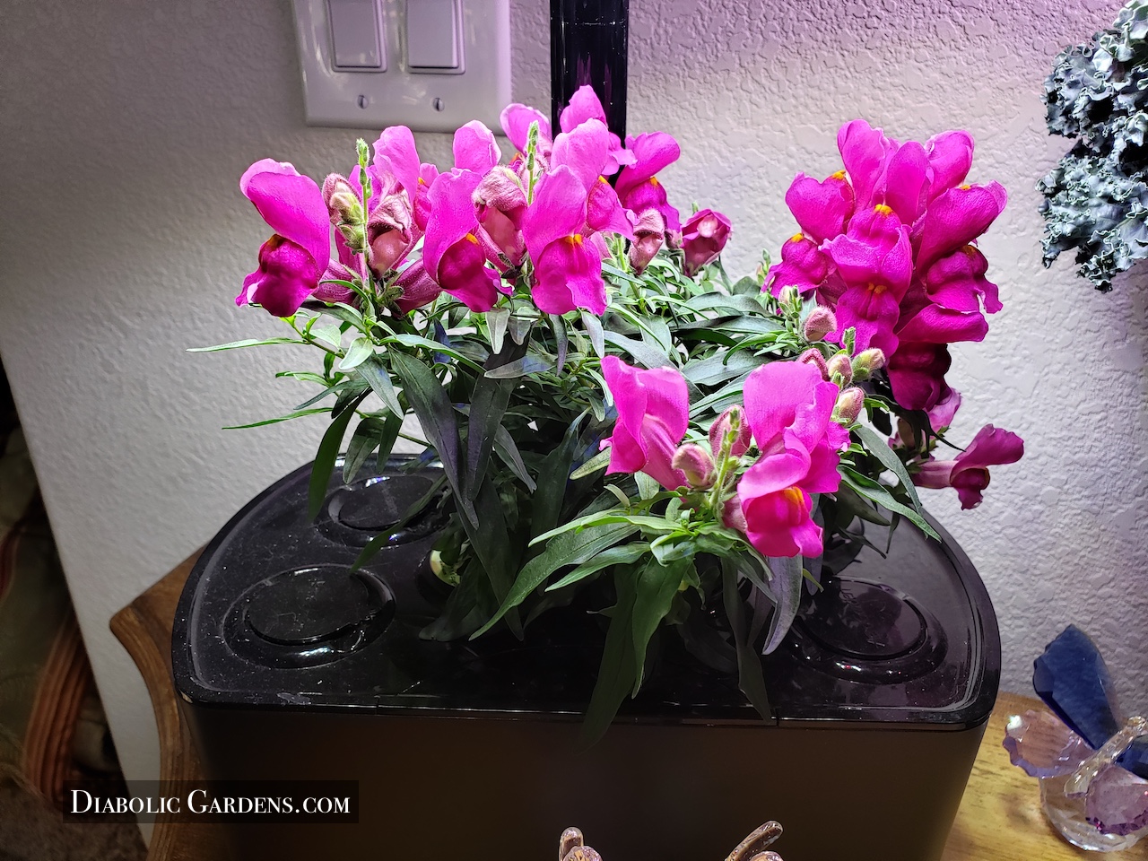 flora edible snapdragon