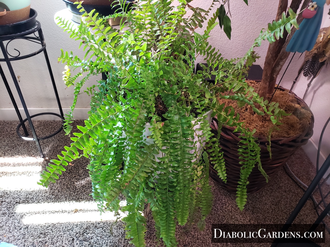 Boston Fern