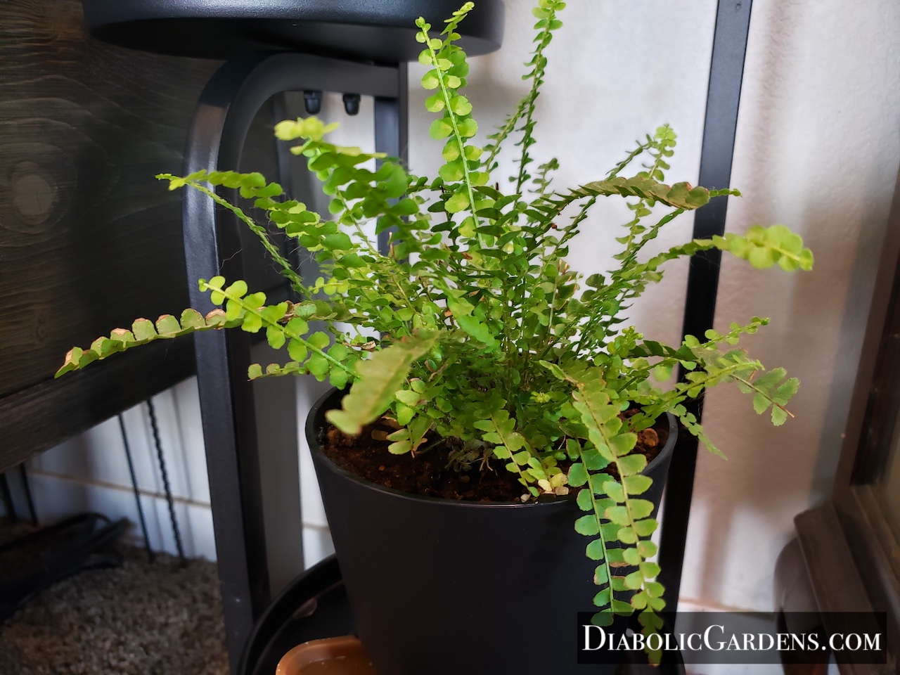 Erect Sword Fern
