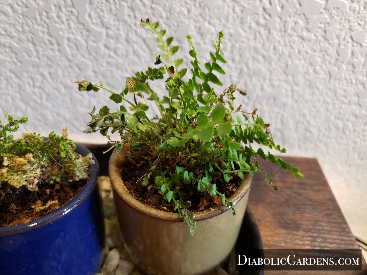 Lemon Button Fern