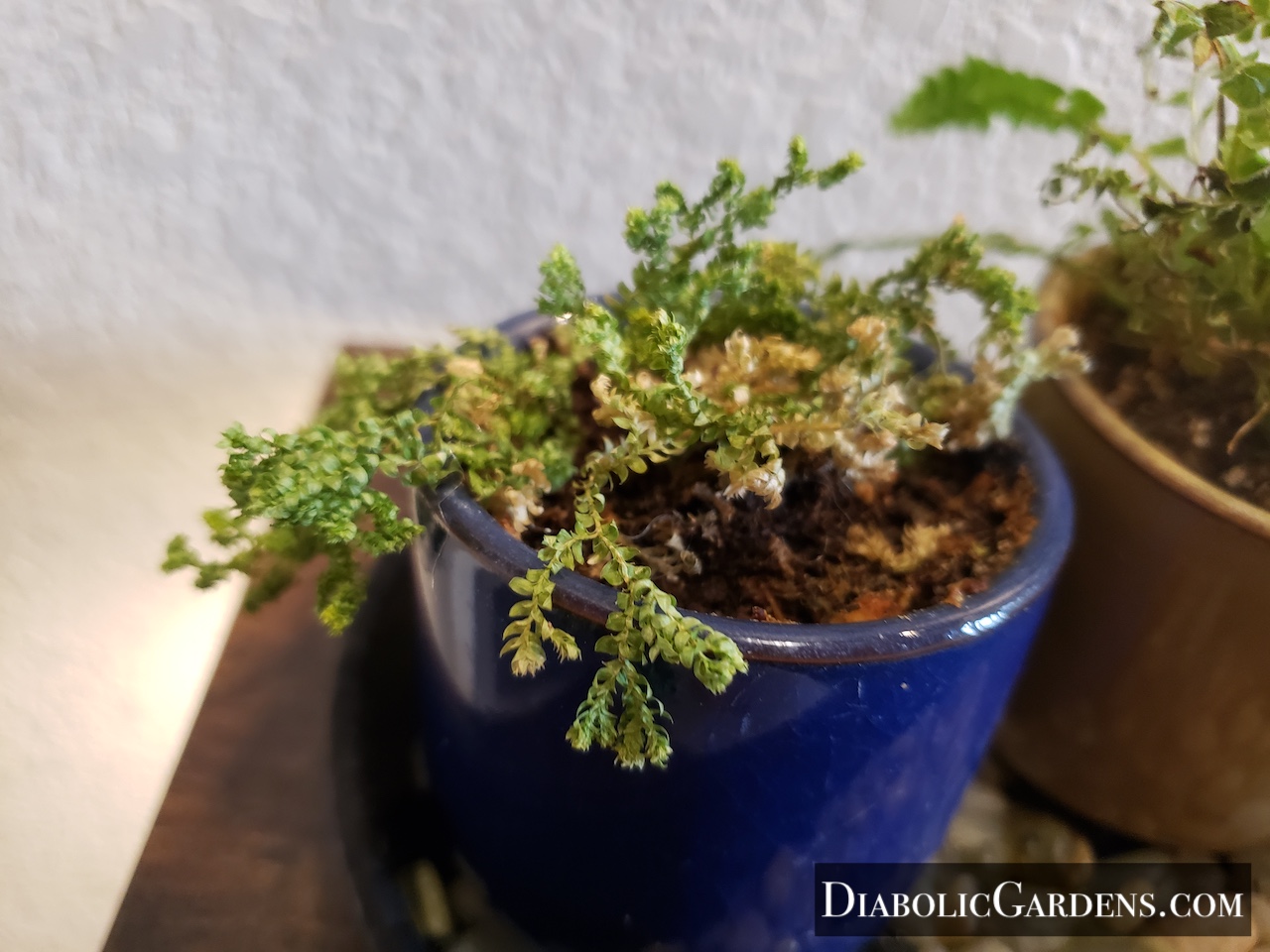 Spikemoss