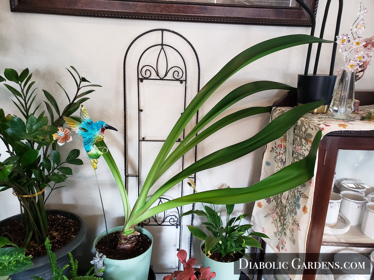 Amaryllis plant (with friends)