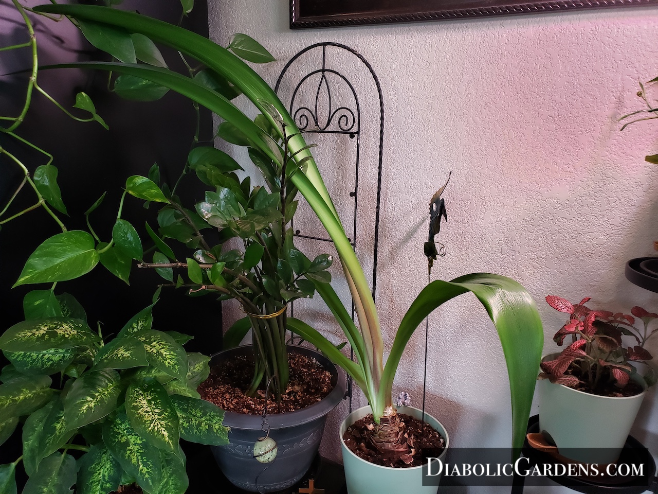 Potted Amaryllis