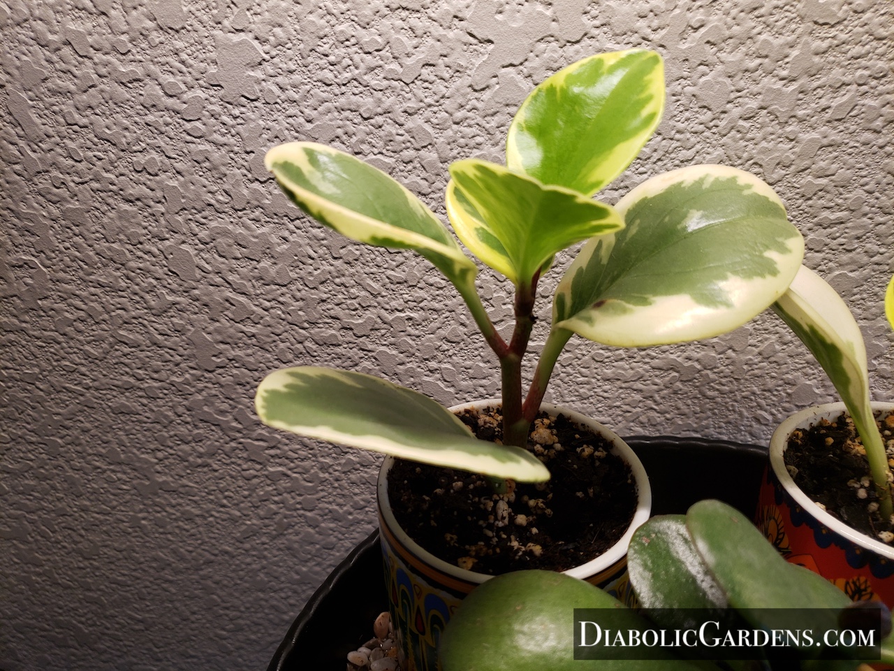 Baby Rubberplant