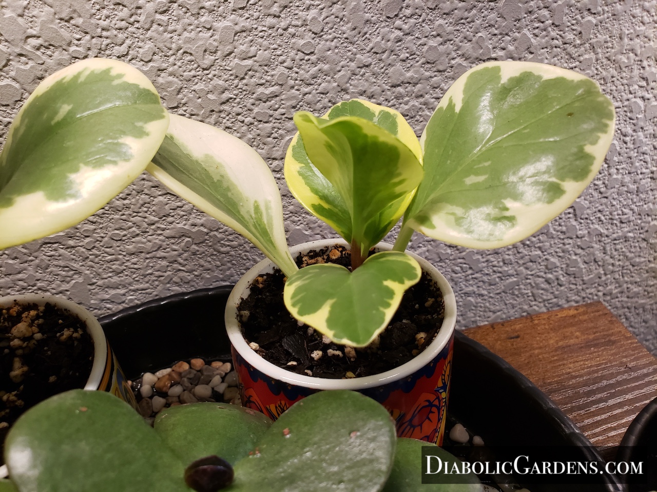 Baby Rubberplant