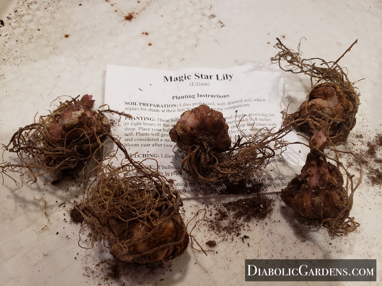 Magic Star Lily bulbs