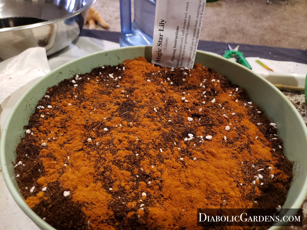 Magic Star Lily potted