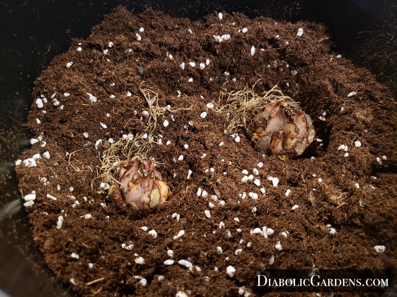 Magic Star Lily bulbs