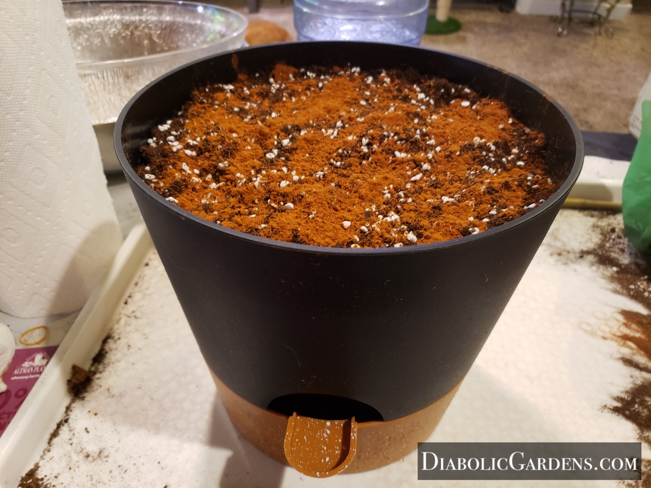 Magic Star Lily potted