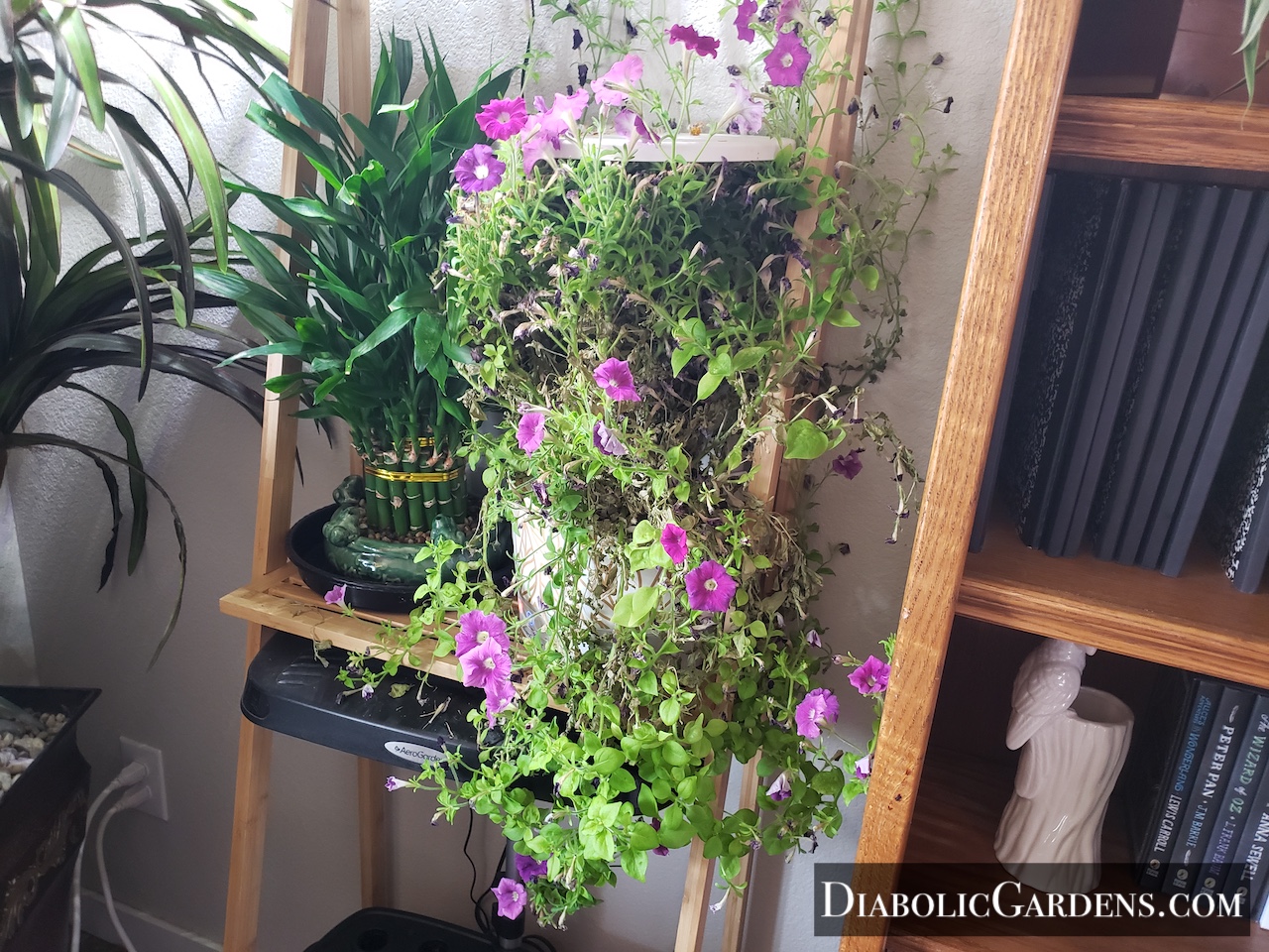 Mini Petunia