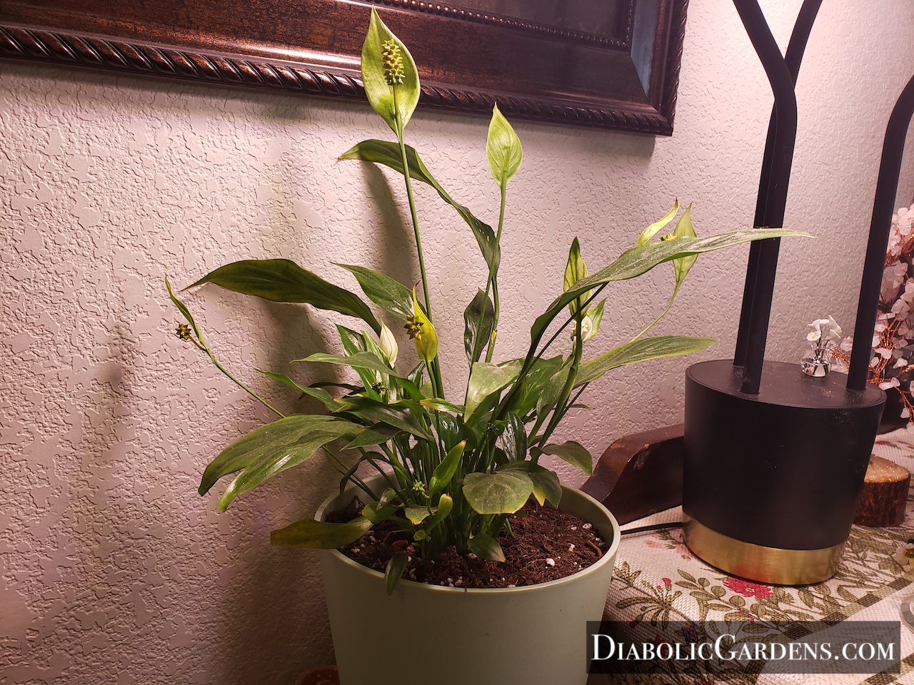 Peace Lily