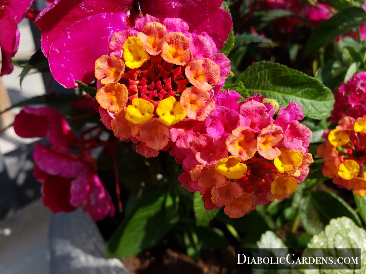 Sunrise Rose closeup