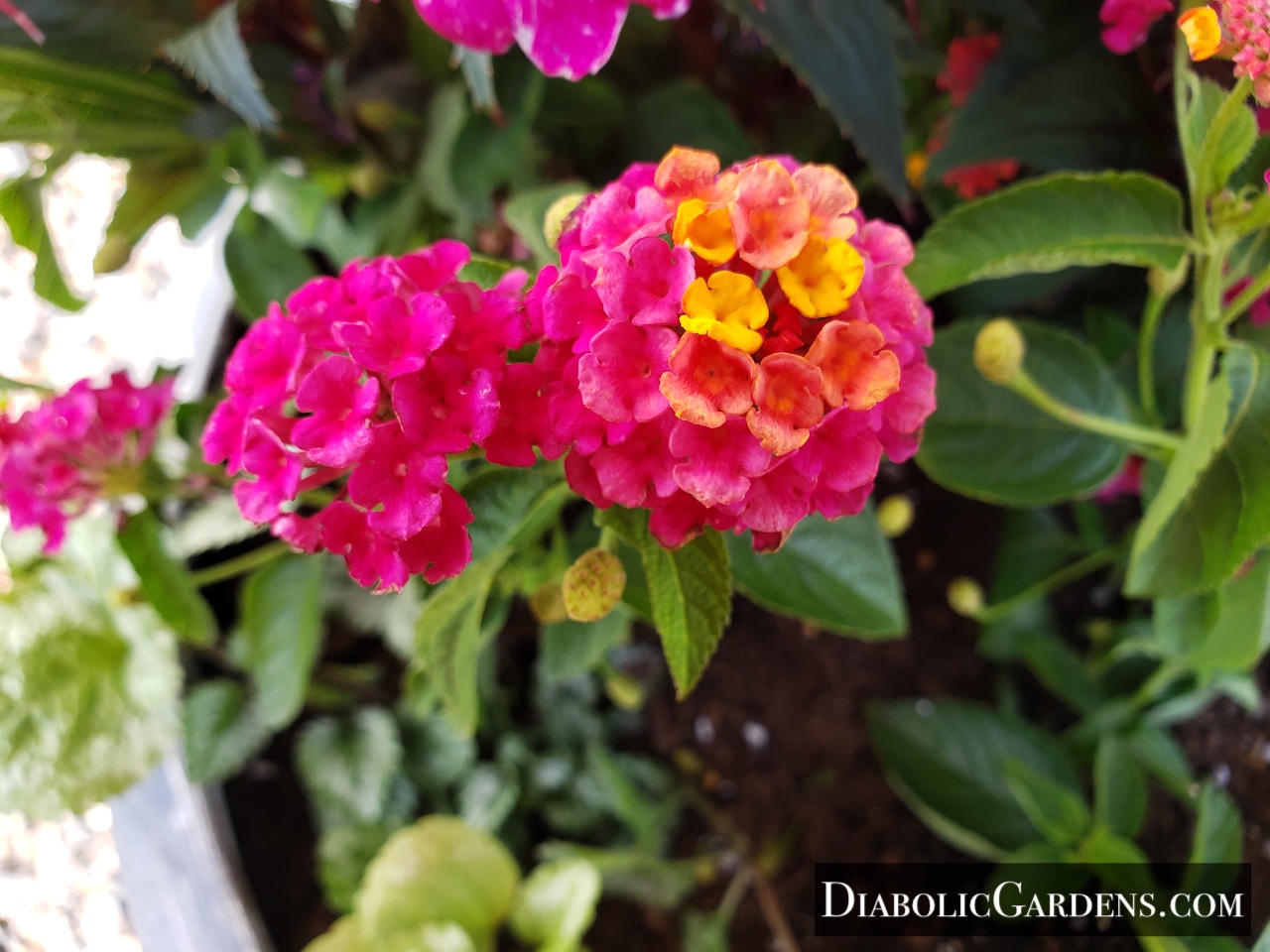 Sunrise Rose closeup
