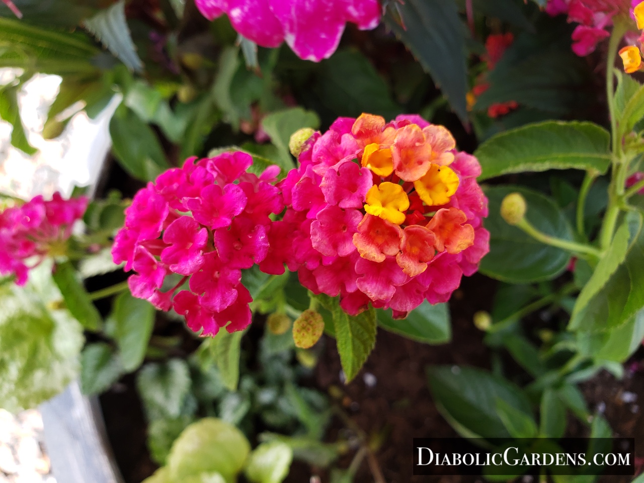 Sunrise Rose