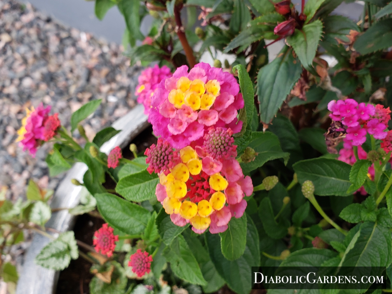 Sunrise Rose with babies