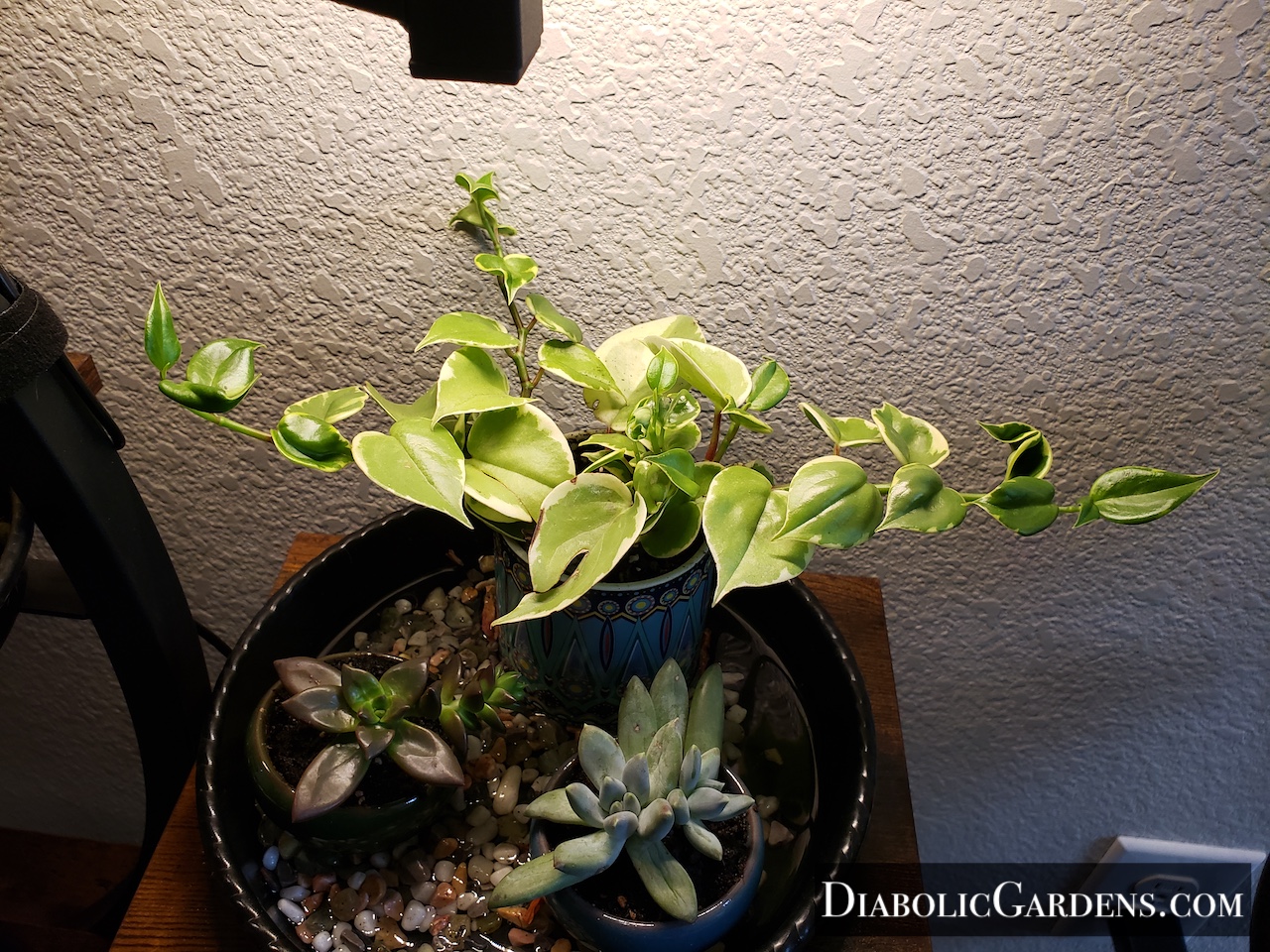 Variegated Cupid Peperomia