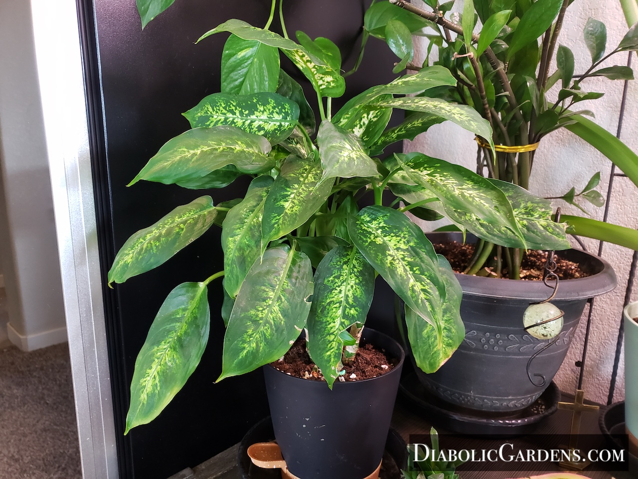 Dieffenbachia