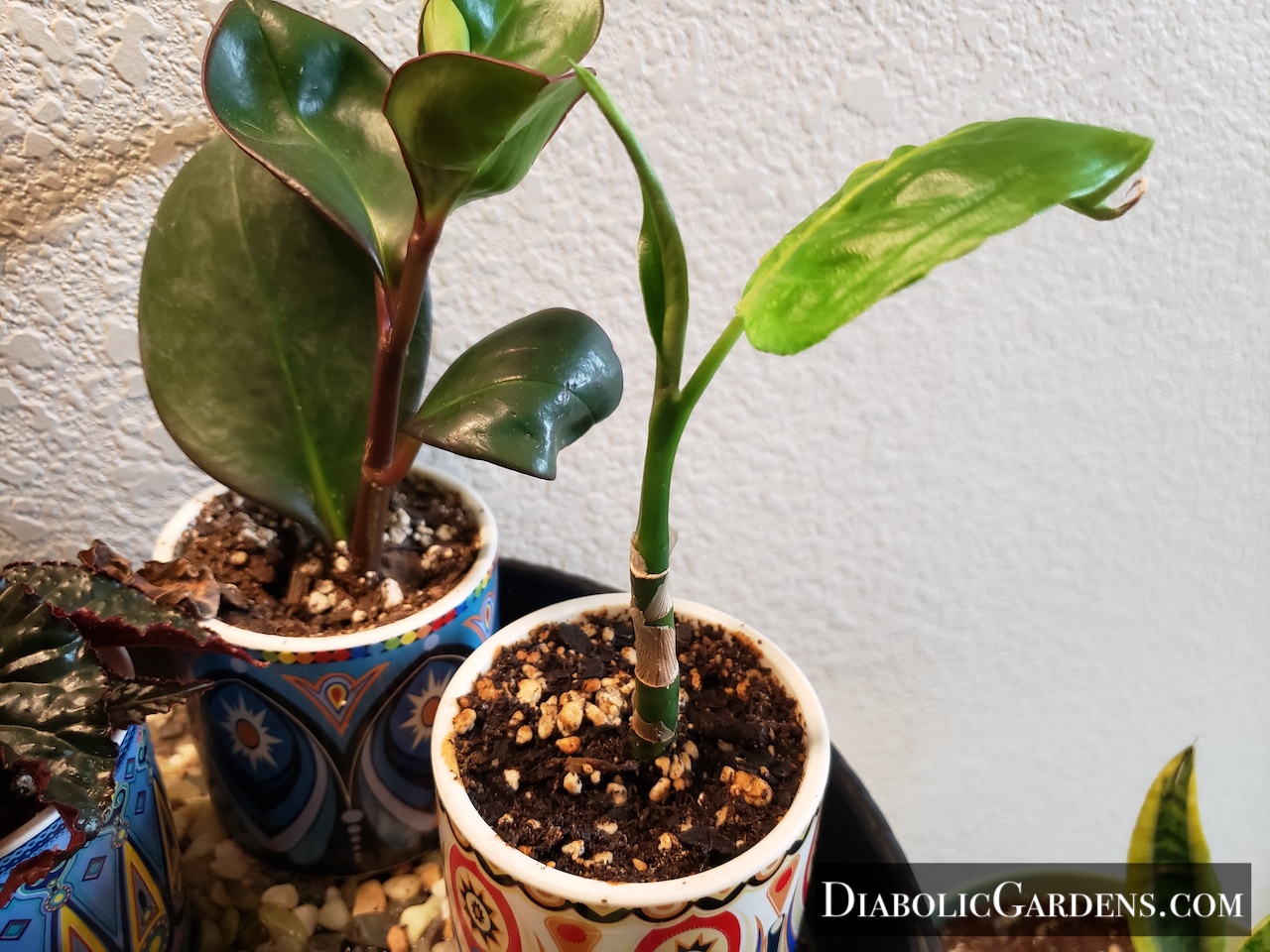 Dieffenbachia