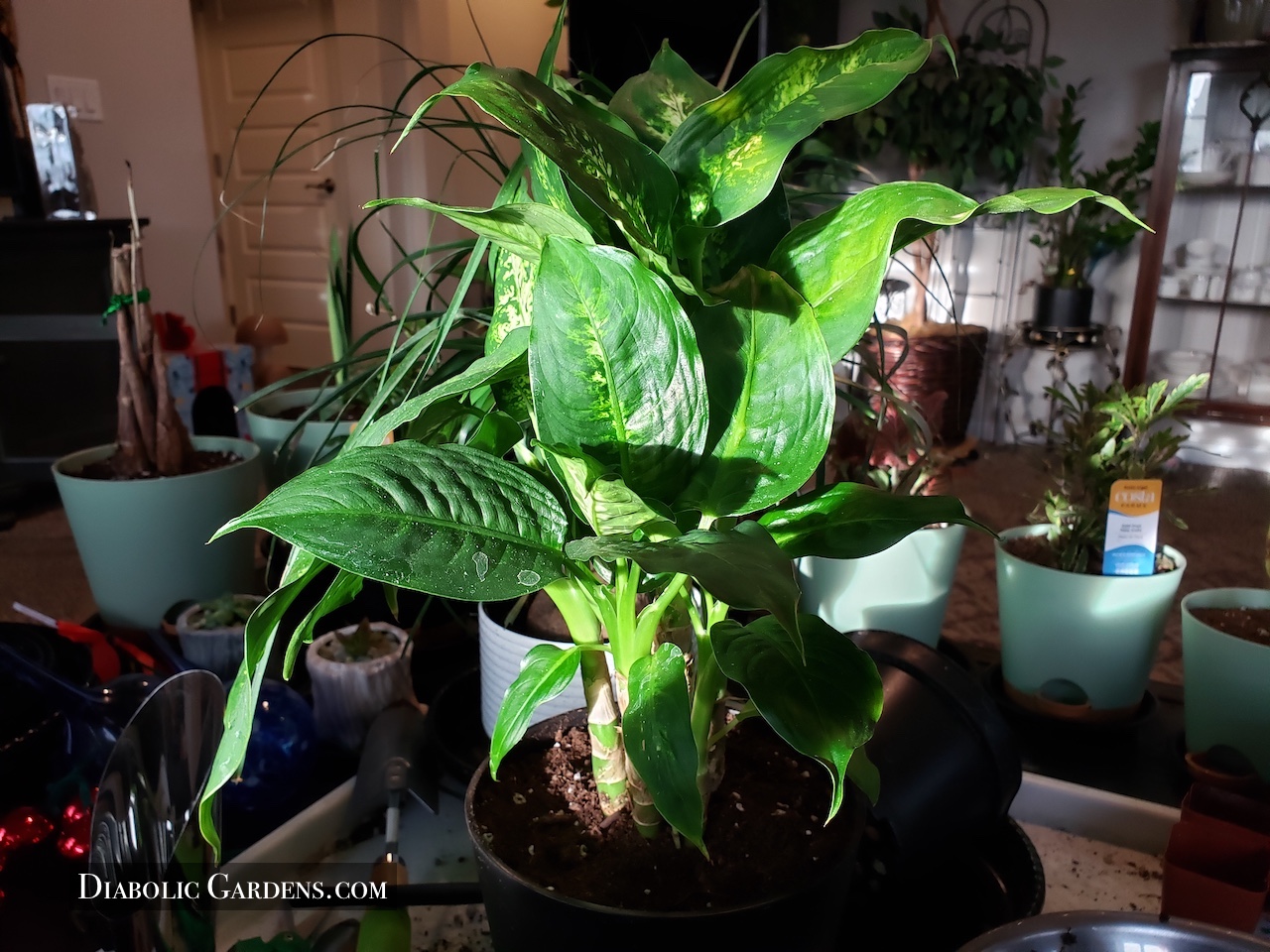 flora foliage dieffenbachia