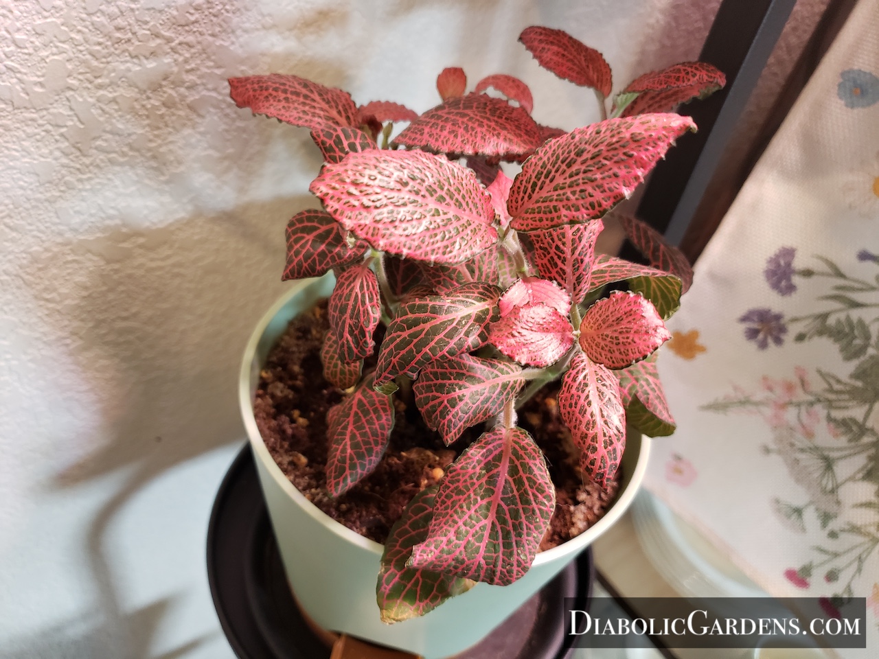 Red Anne Fittonia