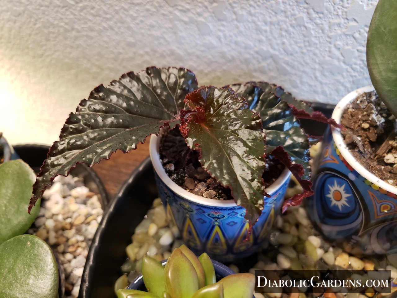 Rex Begonia 'Black Magic'