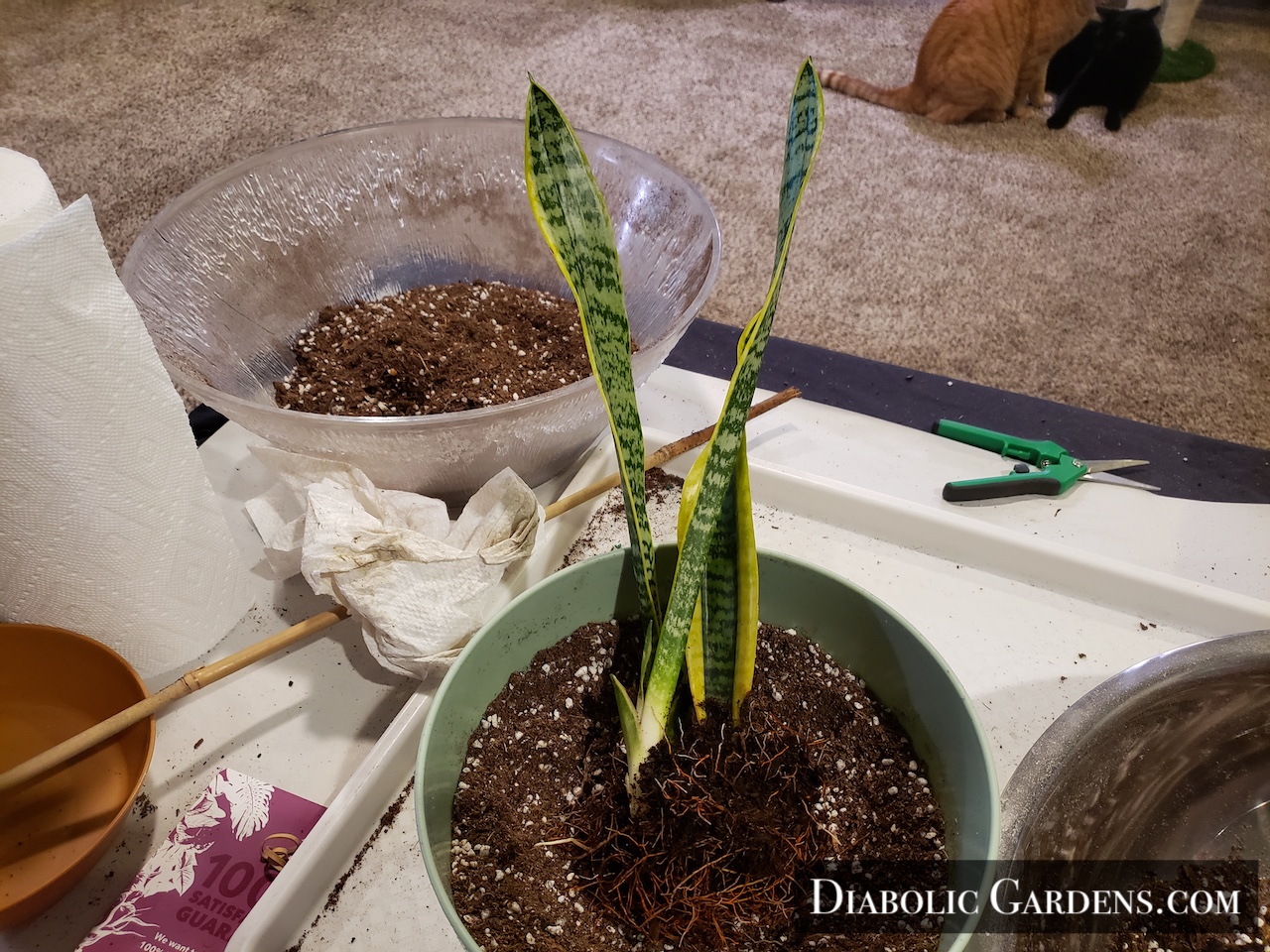Snake Plant being potted