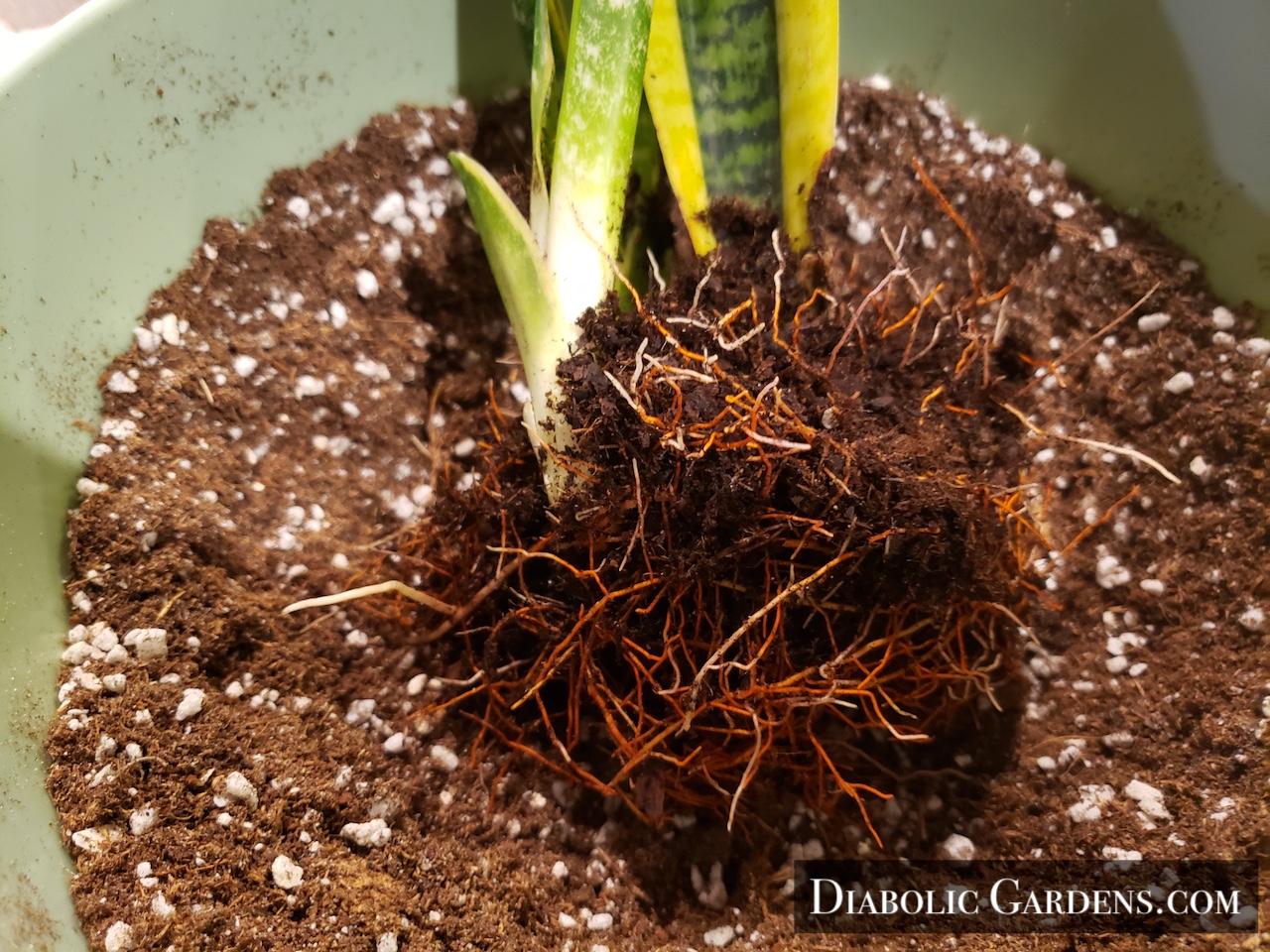 Snake Plant roots