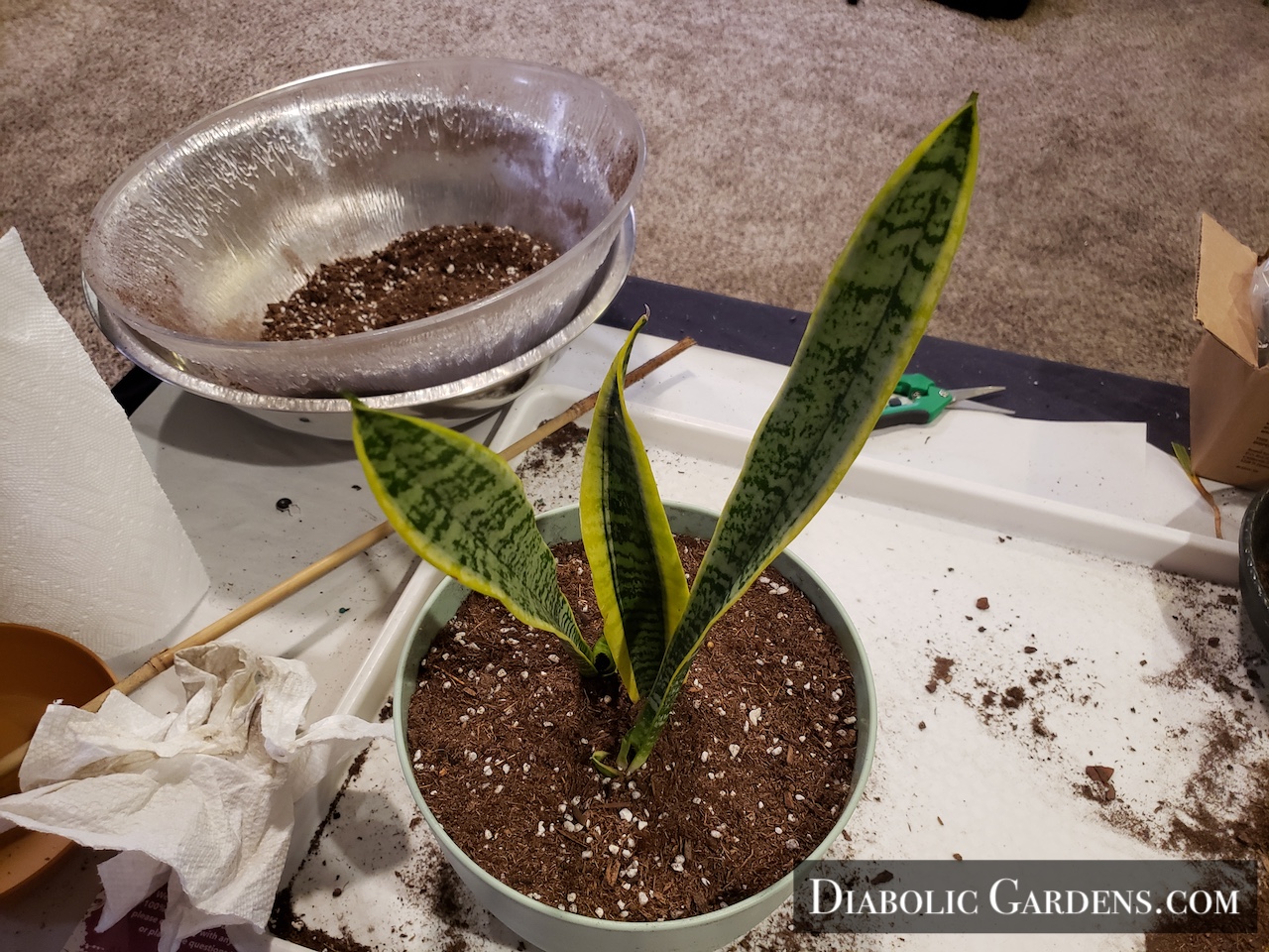 Snake Plant top view