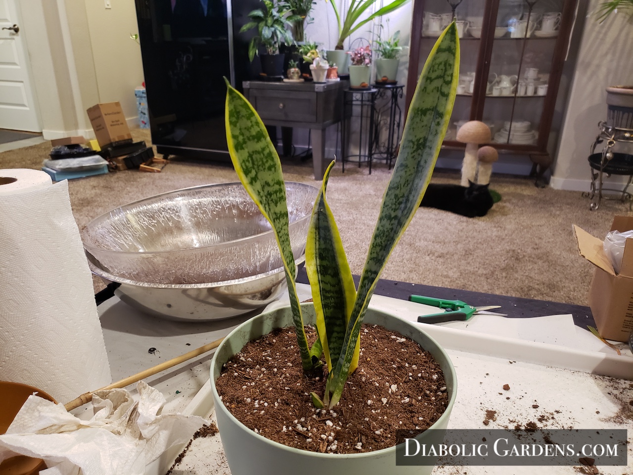 Snake Plant
