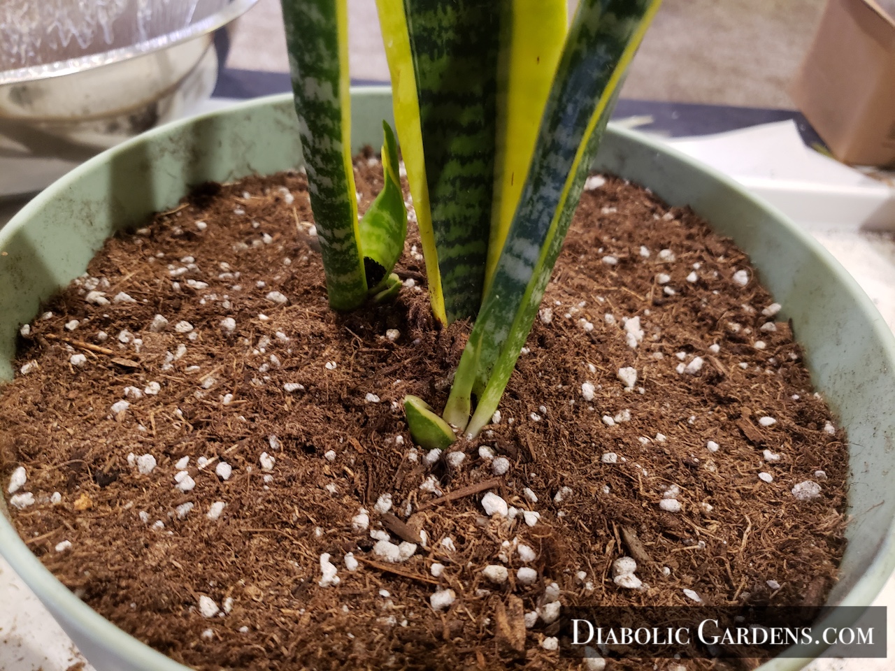Base of Snake Plant closeup
