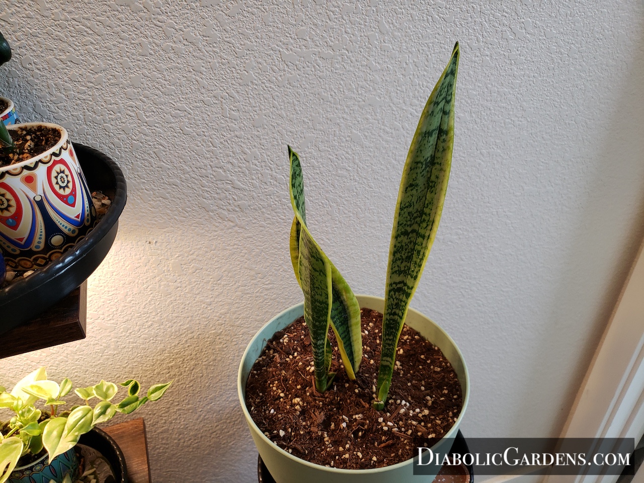 Snake Plant