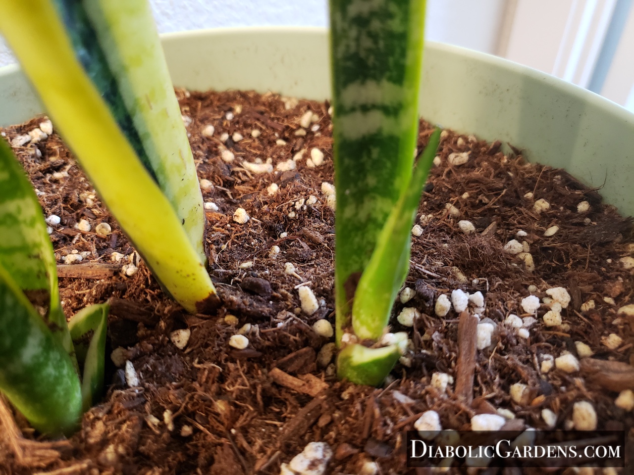 Snake Plant base of stalk