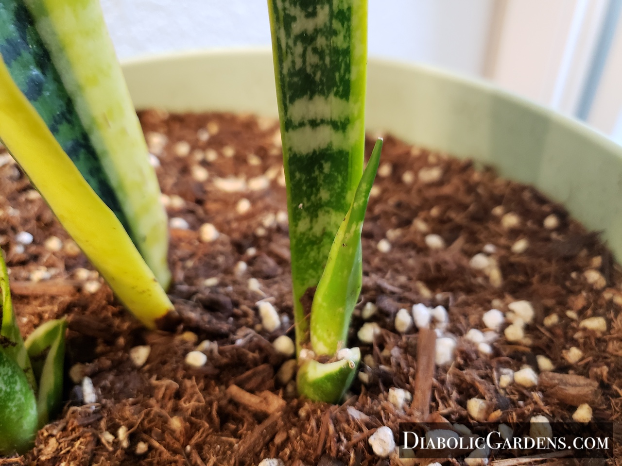 Snake Plant