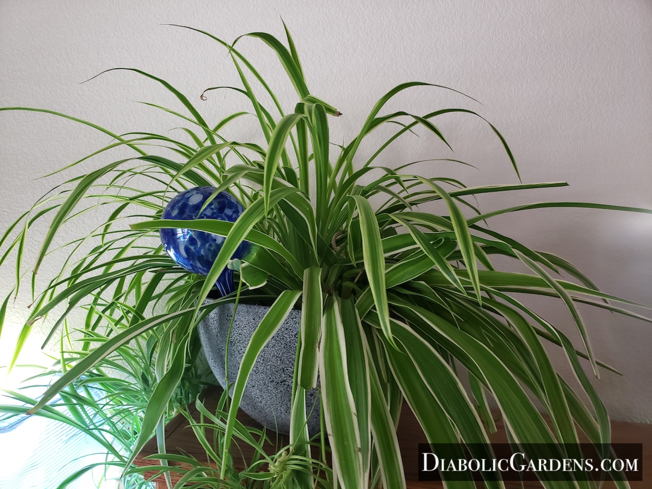 Spider Plant