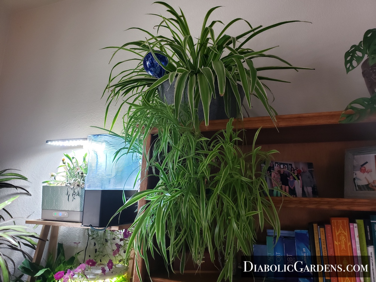Spider Plant with lots and lots of babies