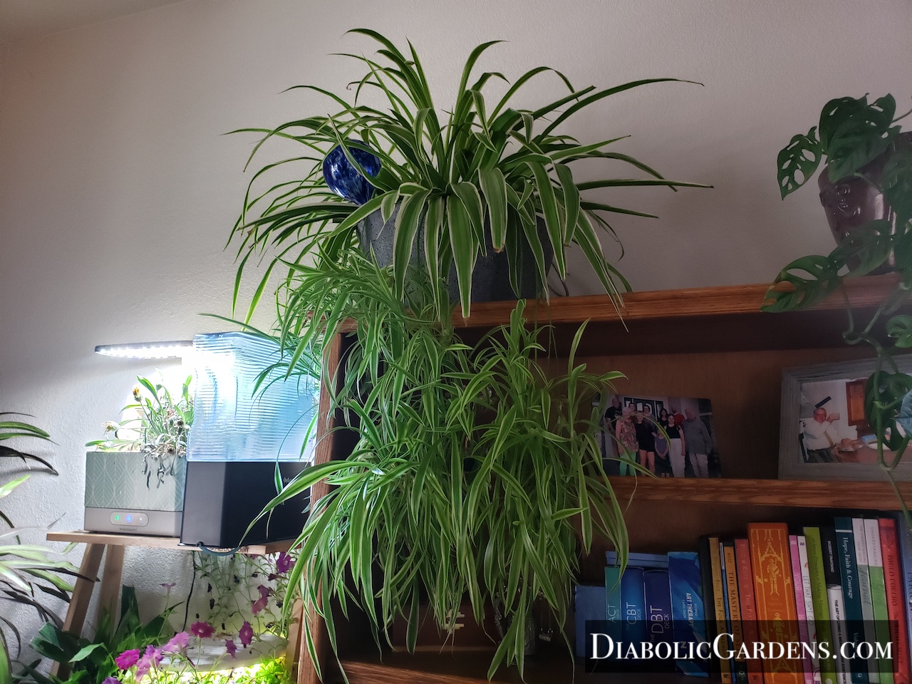 Spider Plant