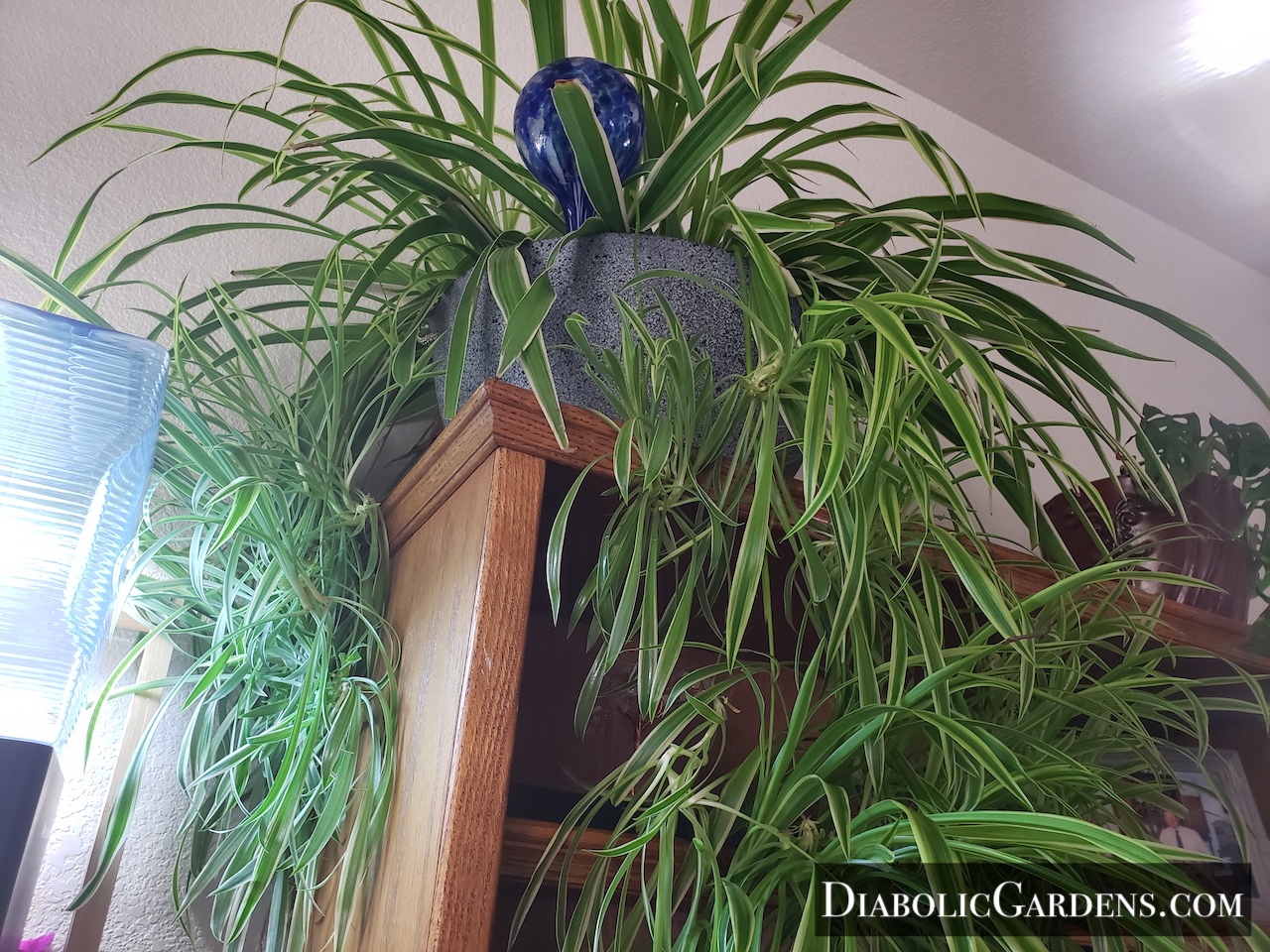 Spider Plant