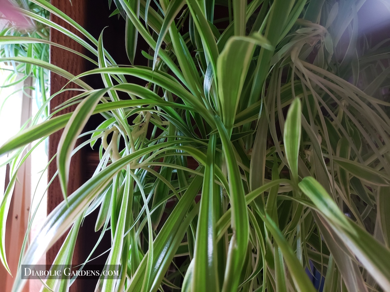 flora - spider plant